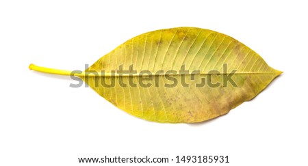 half faded leaf on a white background