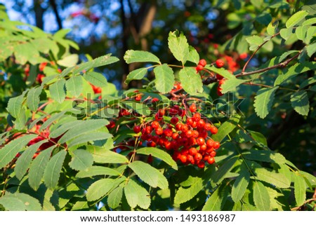 Ripe red bunches of rowan on a tree in late summer