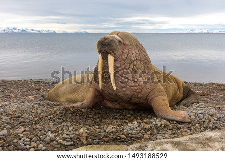 Walruses at the Spitsbergen at the summer time