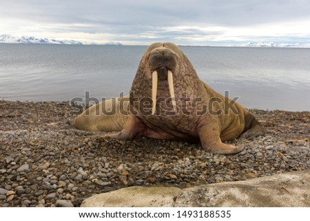 Walruses at the Spitsbergen at the summer time