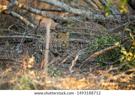 Female leopard busy stalking, hunting and then successfully killing a scrub hare.