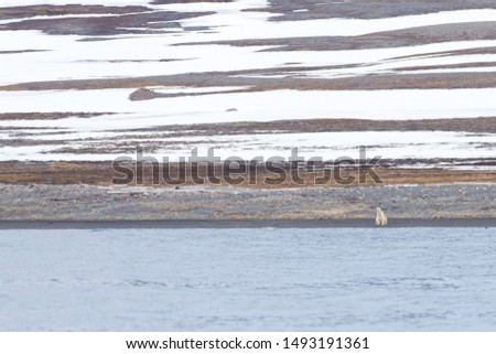 Polar bear near coast at the spitsbergen