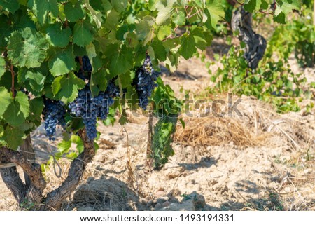 Ripe grapes brunch ready for harvest in South of France, Healthy organic fruit and berry plantation close up background with copy space for text