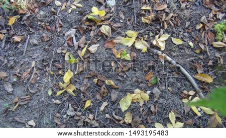 Colorful background of fallen autumn leaves in the daytime top view