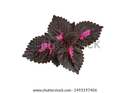 
Dark purple leaves with pink stripes on white back ground.