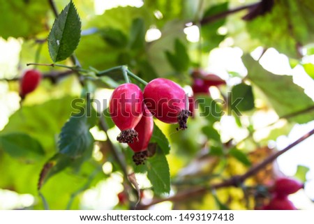 Close up of Rosa canina berries, commonly known as the dog rose. Dog rose fruits, rosehips on nature background.