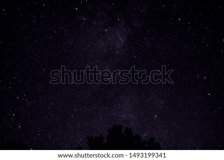 Milky Way View Over the Trees Starry Night Sky