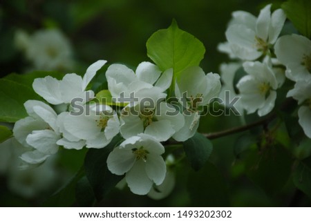 Spring blossom background. Beautiful nature scene with blooming tree. Spring flowers. Beautiful Orchard. Abstract blurred background. Springtime