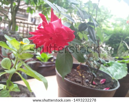 red roses in a small pot