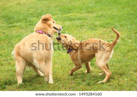 Puppies wrestling at the park