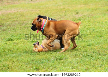 Two boxers palying with a golden retriever puppy
