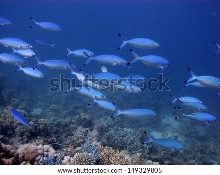 School of fishes swimming above the colorful reef, Red Sea, Egypt