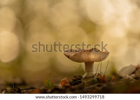 Just a Mushroom in the forest. Autumn 2019. Sweden
