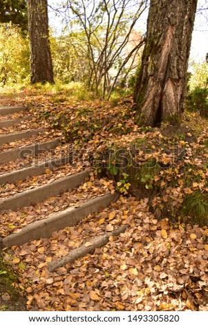 Stairs, steps strewn with autumn yellow leaves in the Park