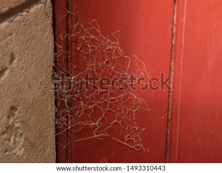 spider web  background on the old red door,closeup, history