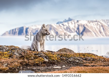 Arctic fox on autumn Spitsbergen Royalty-Free Stock Photo #1493316662