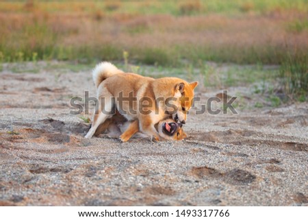 Portrait of Two funny and crazy shiba inu fo plaing in the sand at sunset. Japanese red puppy and adult dog having fun together on the beach. Mom and daughter