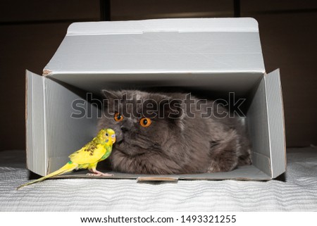 The cat sits in a box and looks at the parrot. Close-up. Animal Friendship Concept