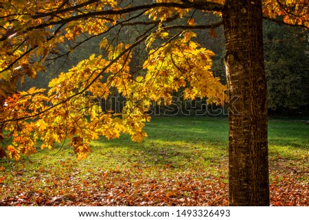 Fall colors of autumn in a forest