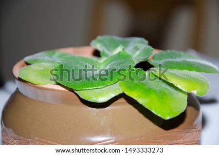 Tree pots decoration on wooden table green