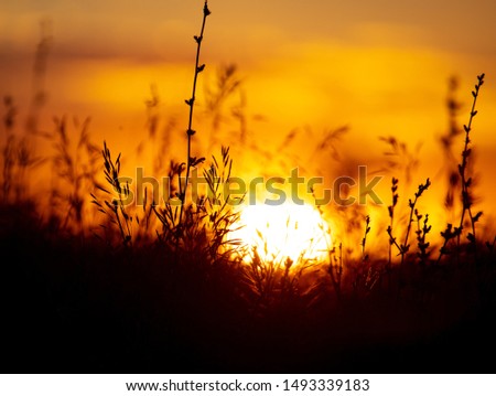 Plants in the field at sunset.