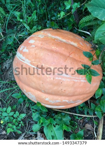 Big pumpkin growing on a pumpkin patch.