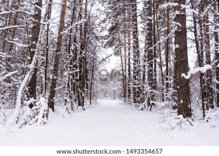 Winter landscape. Snowy trees, frost, big snowdrifts and snowfall. Snow panorama.