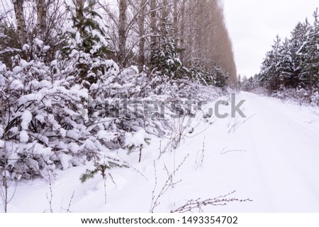 Winter landscape. Snowy trees, frost, big snowdrifts and snowfall. Snow panorama.