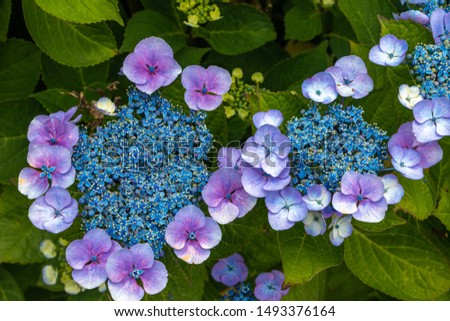 Beautiful hydrangea with blue flowers and green leaves, picture taken in the Netherlands
