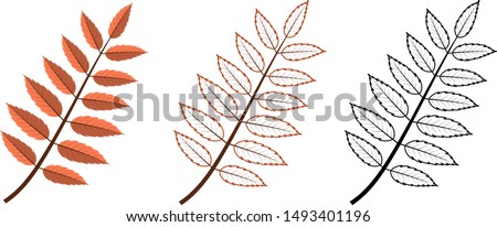 Set of different rowan's leaves. Includes colorful, contour and blackwhite leaves. 