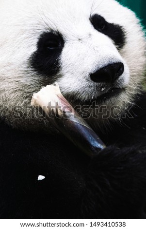 Beautiful cute male Panda eating bamboo tree at breakfast in the morning Sun