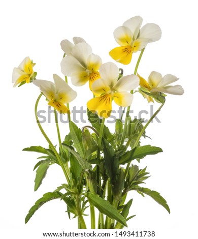pansy flowers bunch isolated on white background