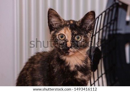 European shorthair cat living in Belgium