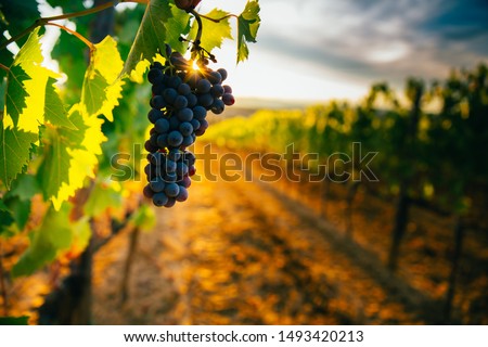 Beautiful sunset over Tuscan vineyards.  Royalty-Free Stock Photo #1493420213