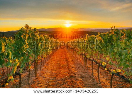 Beautiful sunset over Tuscan vineyards.  Royalty-Free Stock Photo #1493420255