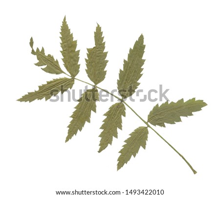 
Isolated dried herbal for decoration. Summer leave and flower on the white background. Clip art.