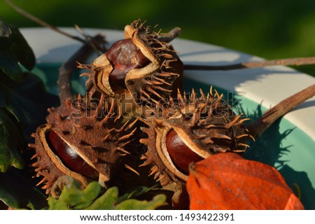 macro photo of a chestnut