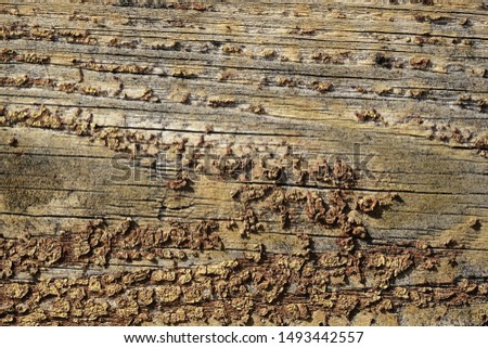 Old peeling paint on a wooden surface. retro wall background
