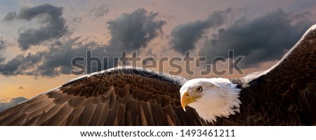 Composite image of a bald eagle flying in a cloudy sky at sunset