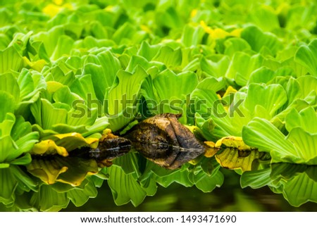 macro closeup of water lettuce, popular tropical aquarium plant, invasive specie, nature background