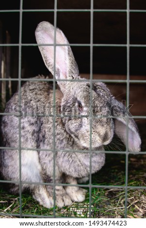 gray rabbit in a cage behind a metal bars at shallow depth of field