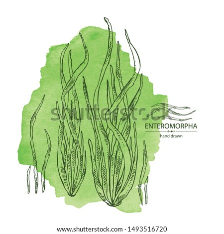 Watercolor background with enteromorpha: enteromorpha seaweed, leaves. Green algae. Edible seaweed. Vector hand drawn illustration