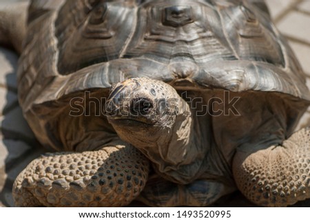 kura-kura or Tortoises are reptile species of the family Testudinidae of the order Testudines (the turtles). 