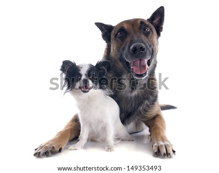 purebred belgian sheepdog malinois and chihuahua on a white background