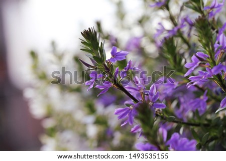 British purple perennial flowers. Seasonal background.