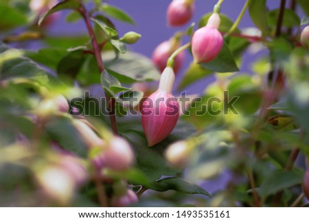 Fuchsia flowers on the blue background.