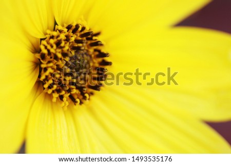 Yellow Rudbeckia flower. Closeup. Natural background.
