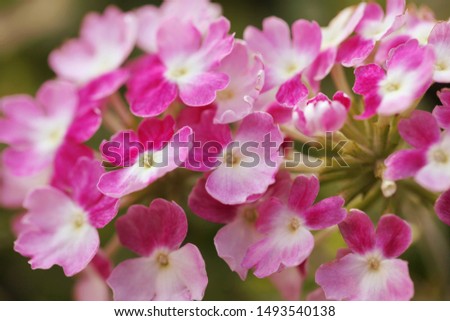 British pink perennial flowers. Closeup.
