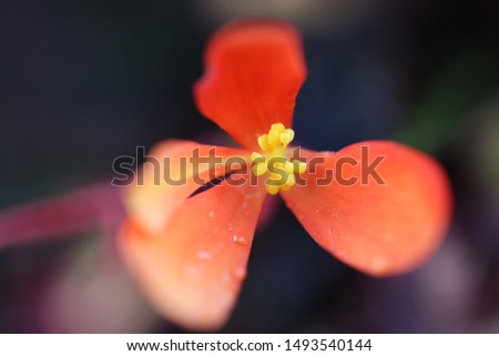 Coral flower closeup. Abstract photo.