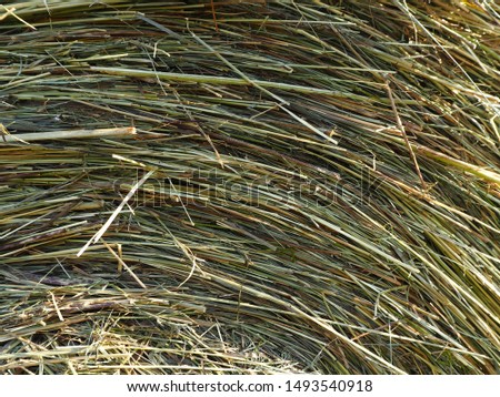roll of hay in the forest, glade, closeup